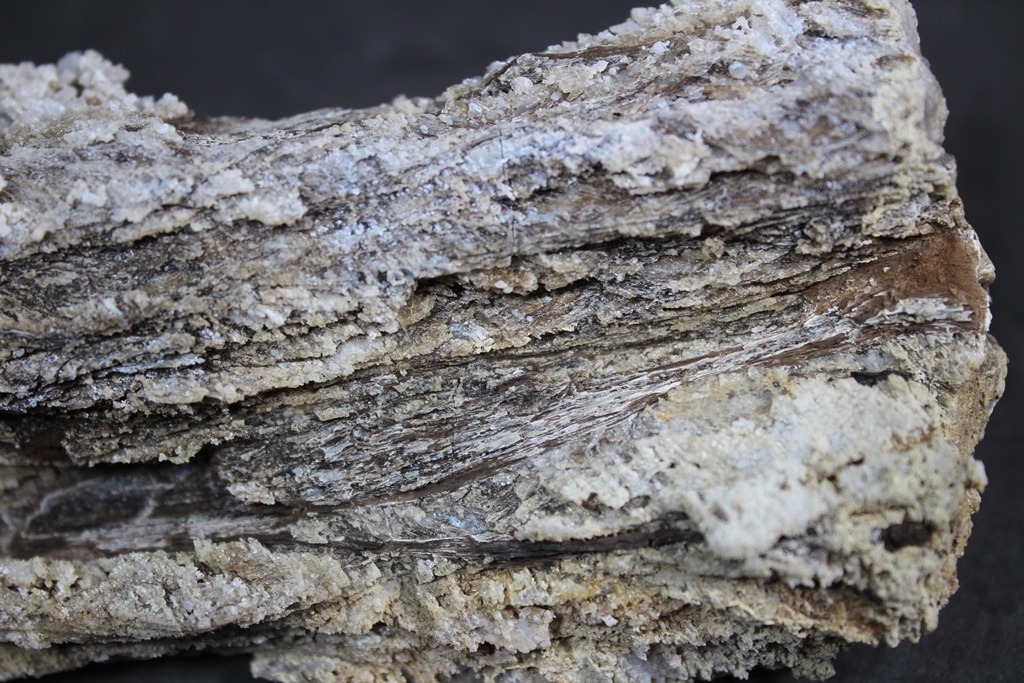 Chalcedony Psm Fossil Wood