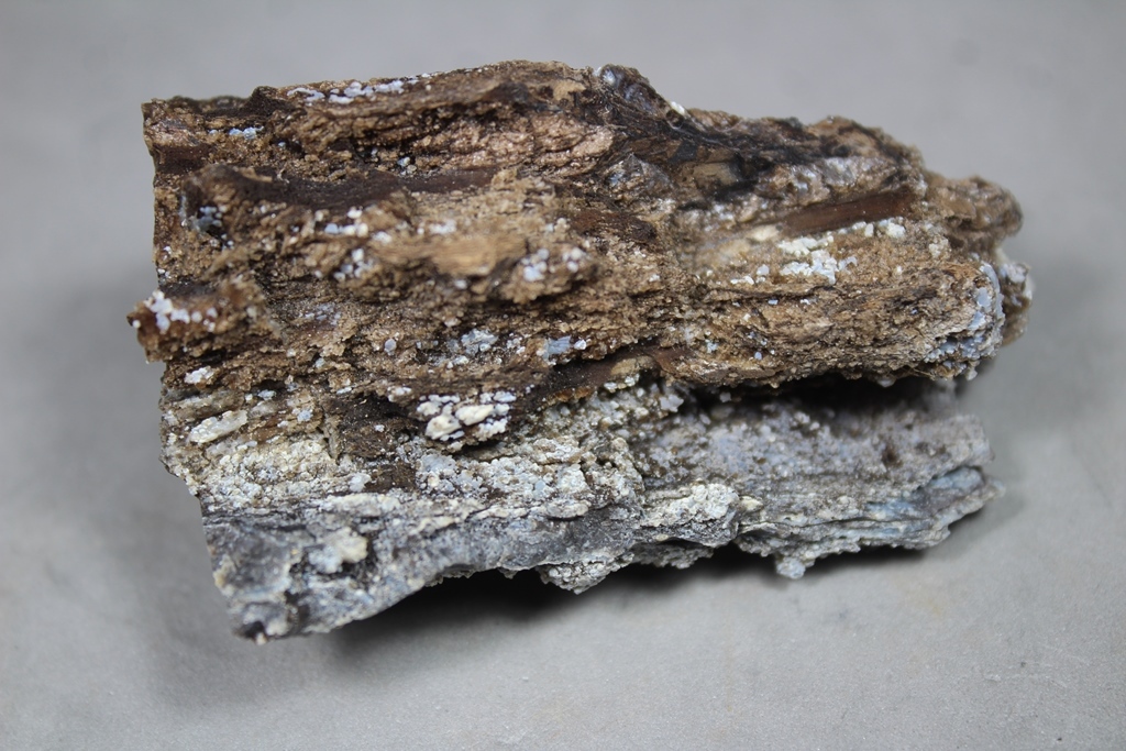 Chalcedony Psm Fossil Wood