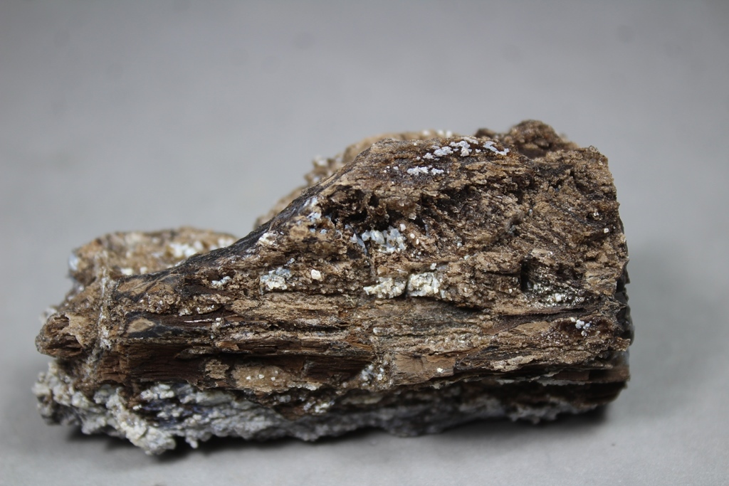 Chalcedony Psm Fossil Wood