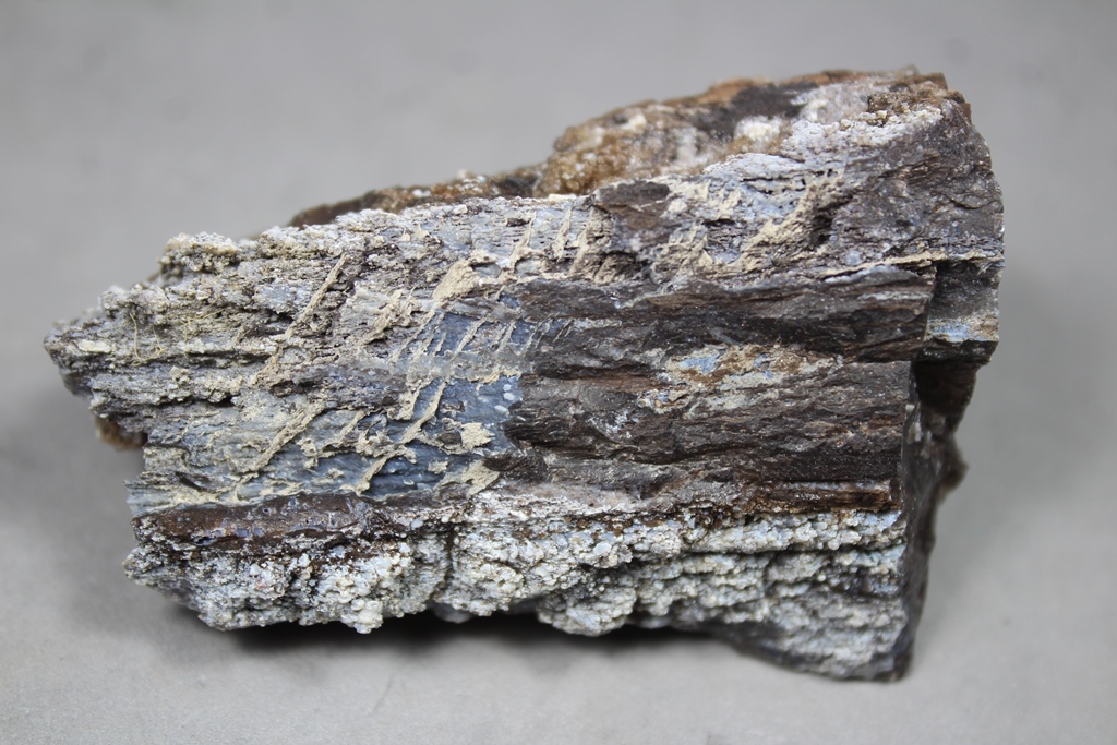 Chalcedony Psm Fossil Wood
