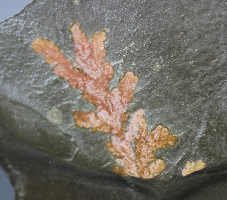 Iron Manganese Dendrites