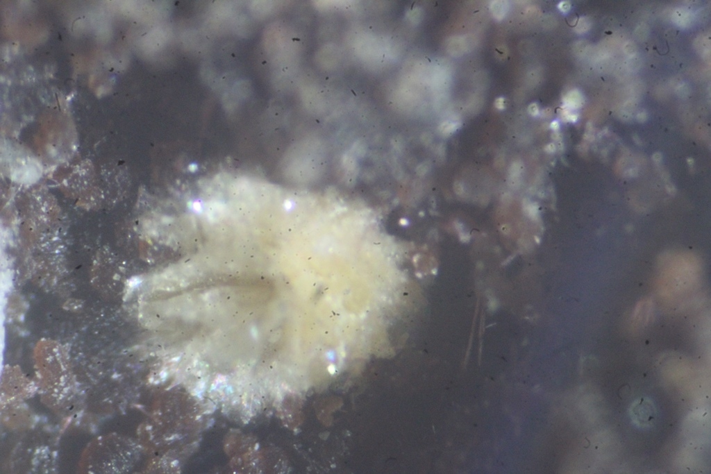 Piemontite Pennantite & Ganophyllite