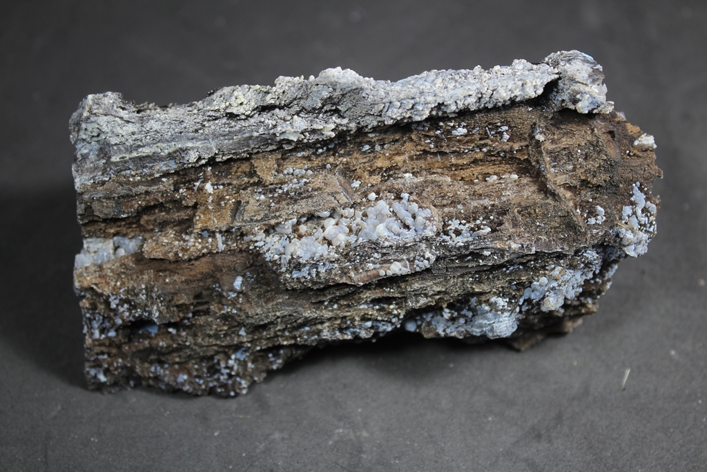 Chalcedony Psm Fossil Wood