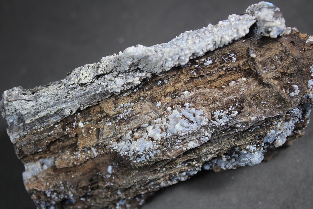 Chalcedony Psm Fossil Wood
