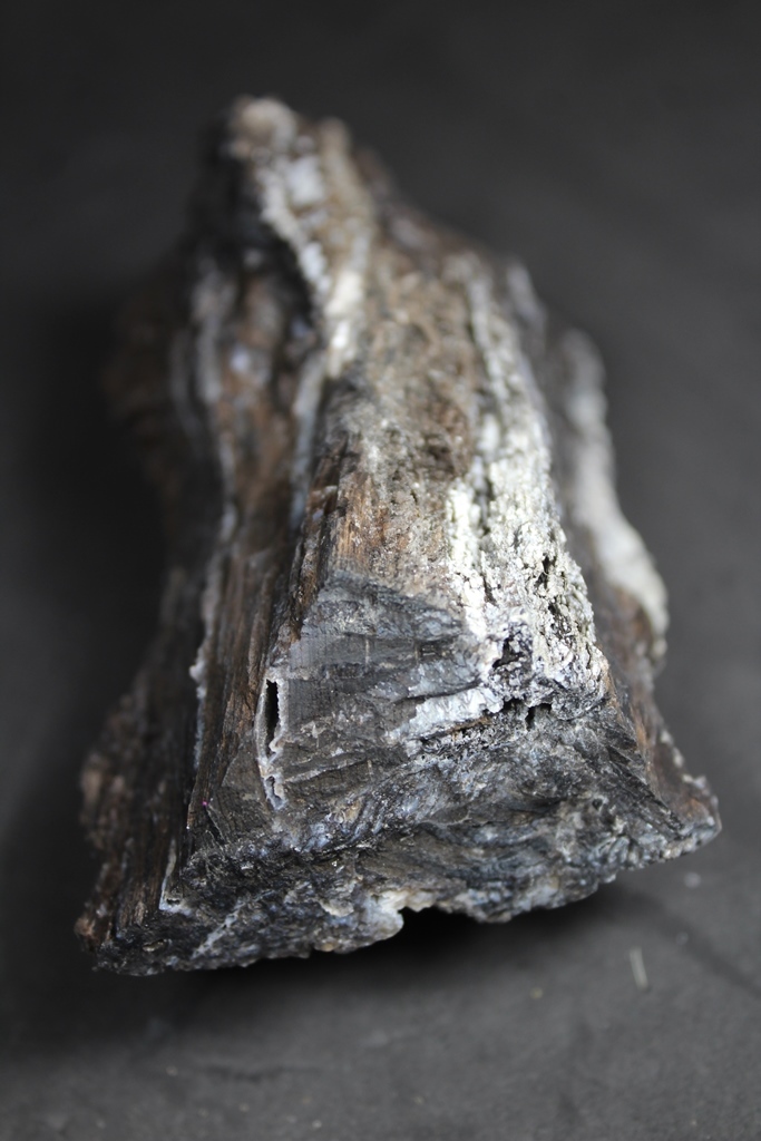 Chalcedony Psm Fossil Wood