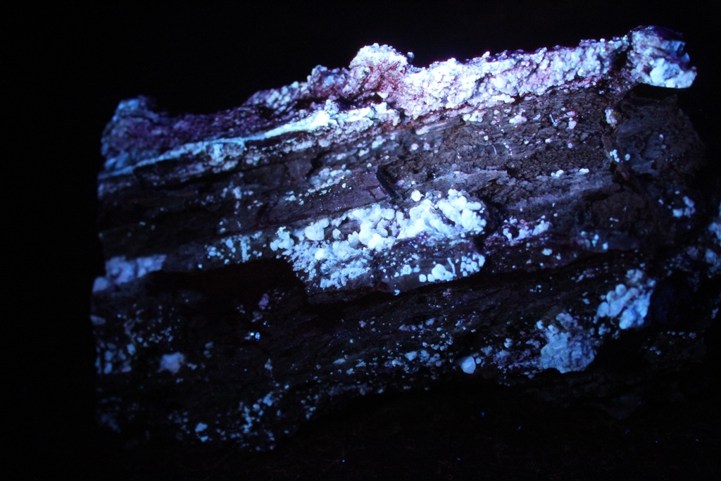 Chalcedony Psm Fossil Wood