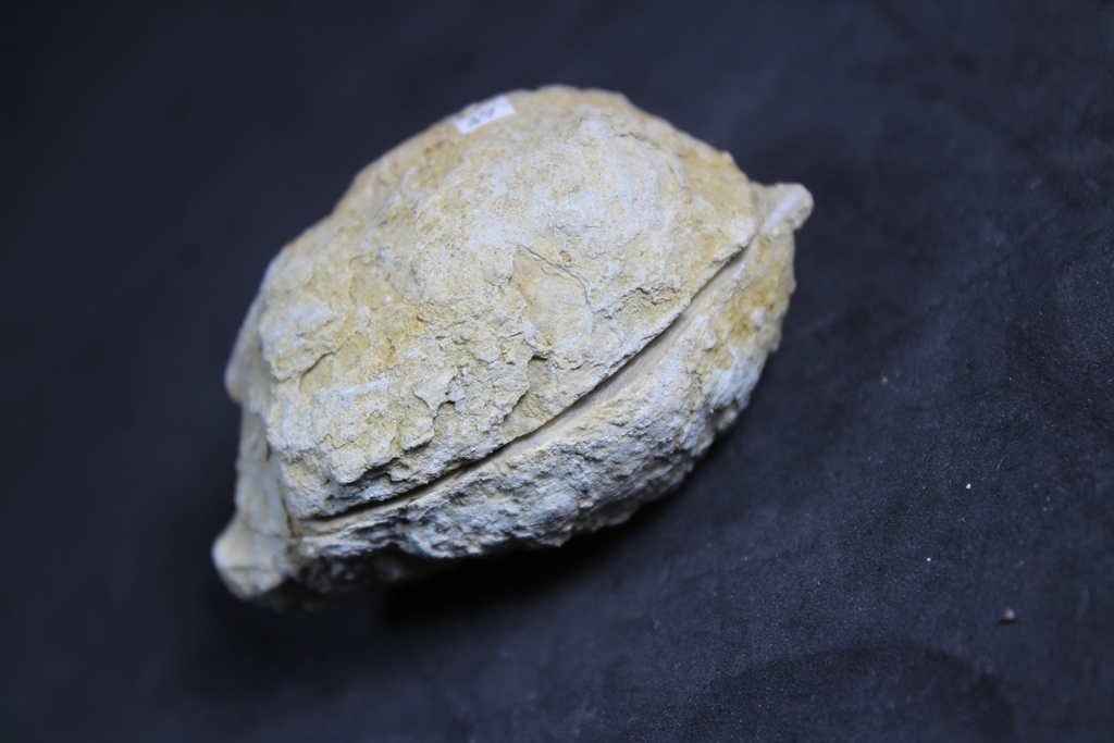 Kutnohorite & Aragonite