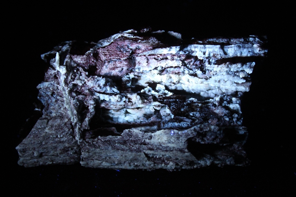 Chalcedony Psm Fossil Wood