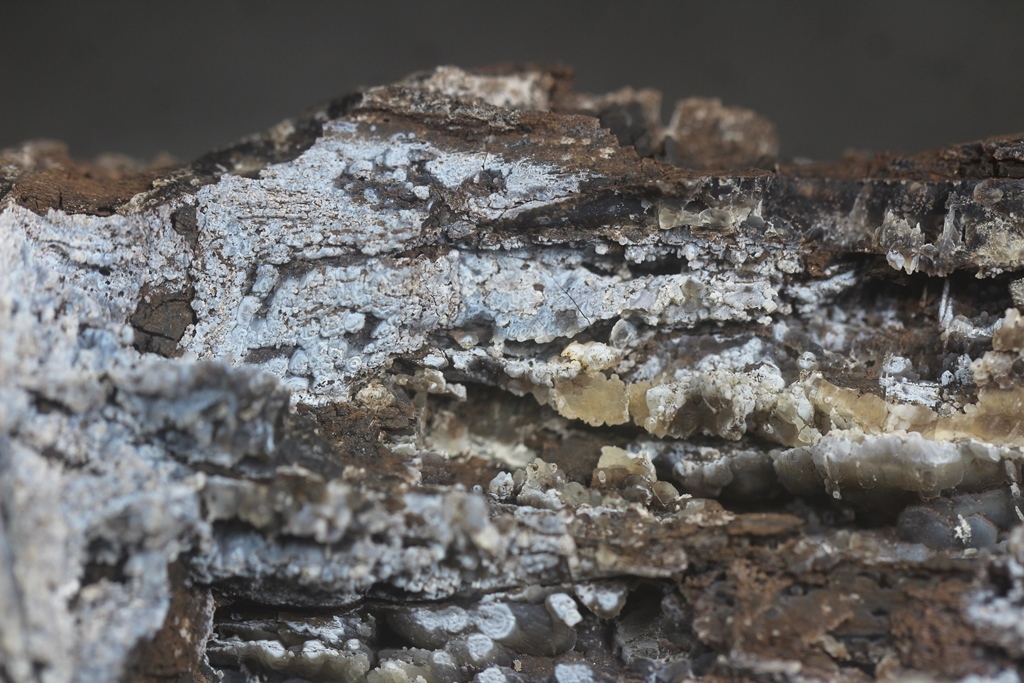 Chalcedony Psm Fossil Wood