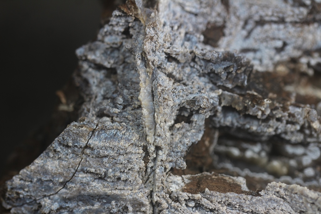 Chalcedony Psm Fossil Wood