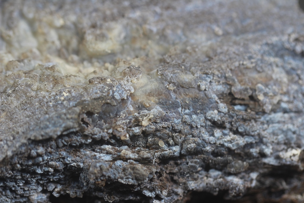 Chalcedony Psm Fossil Wood