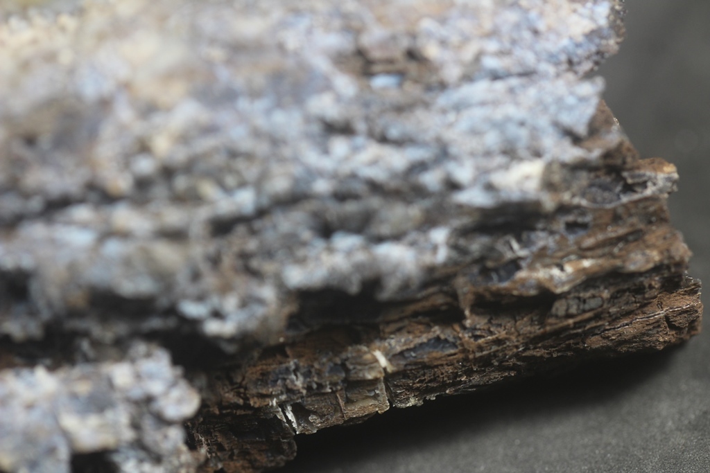 Chalcedony Psm Fossil Wood