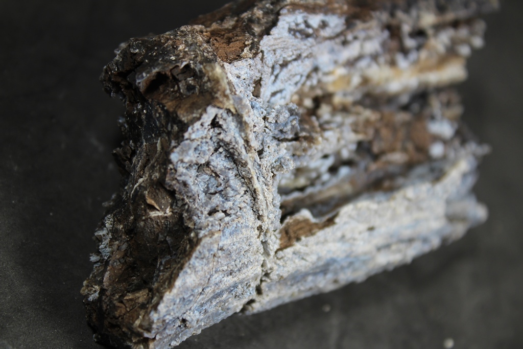 Chalcedony Psm Fossil Wood