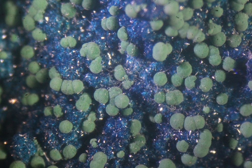 Cornetite With Malachite