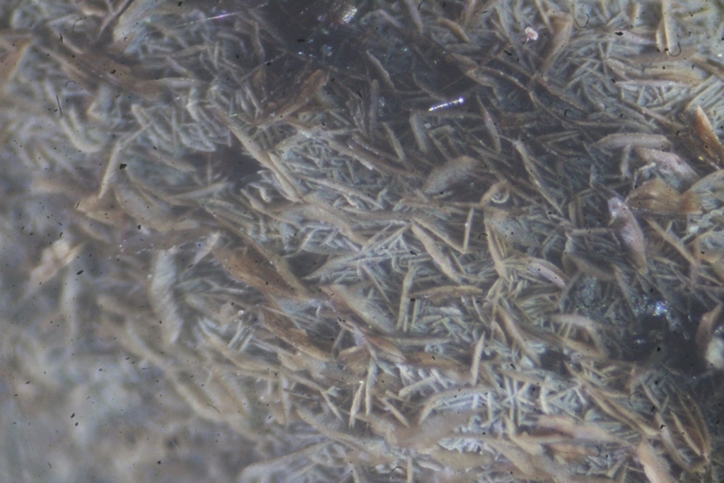 Pennantite & Ganophyllite