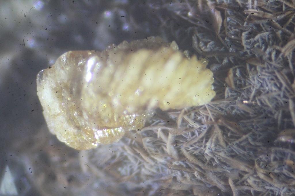 Pennantite & Ganophyllite