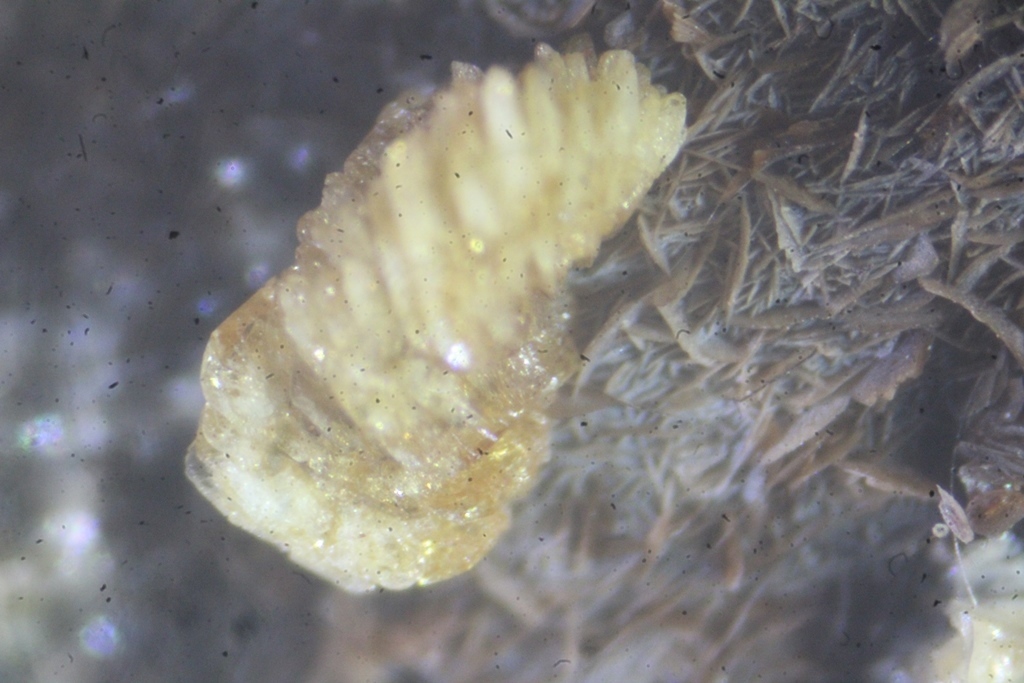 Pennantite & Ganophyllite