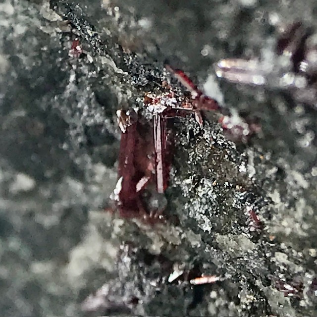 Xanthoconite