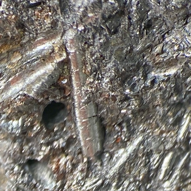 Cylindrite