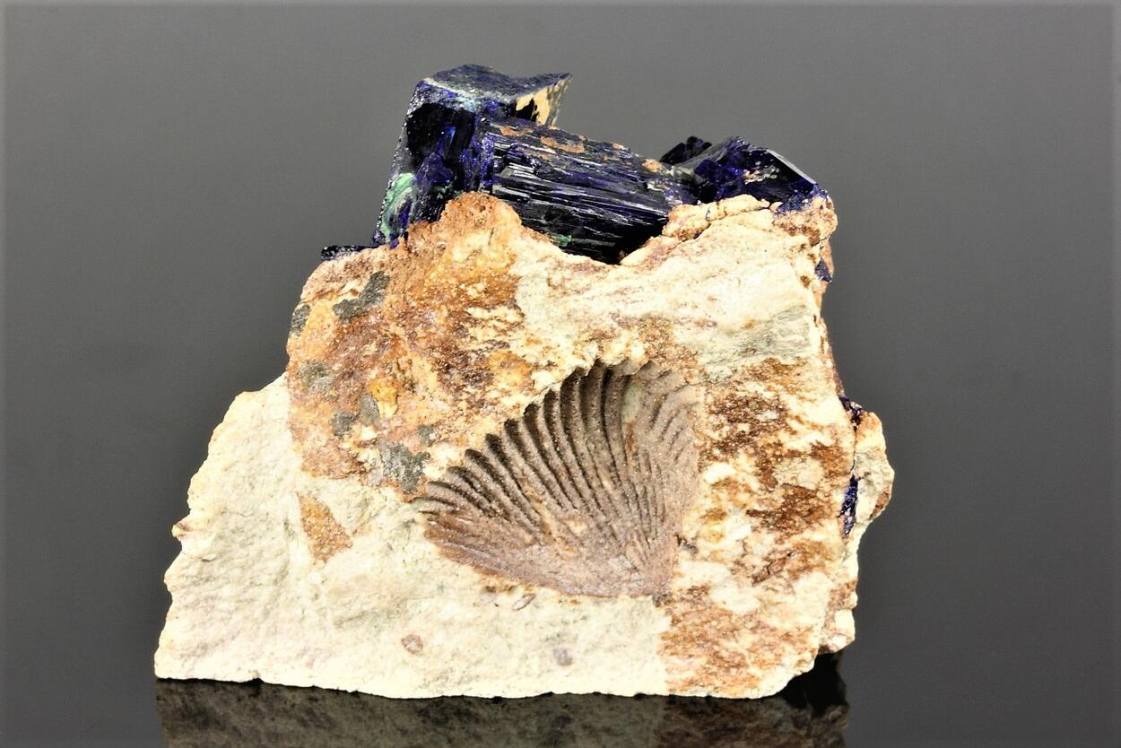 Fossil & Azurite