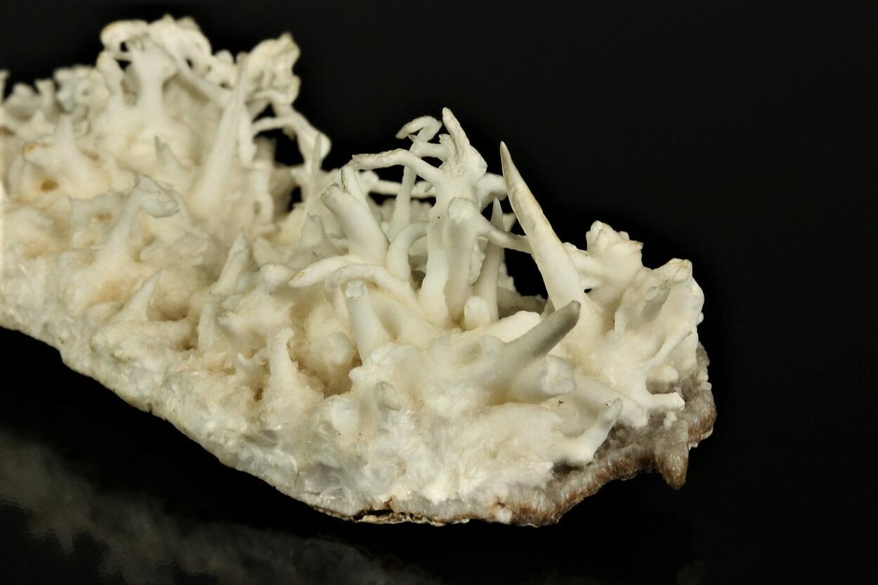 Flos Ferri Aragonite