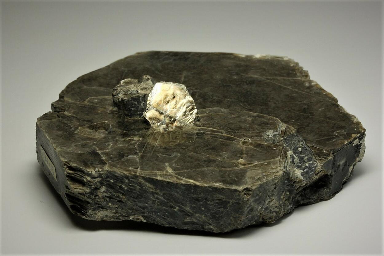Phlogopite