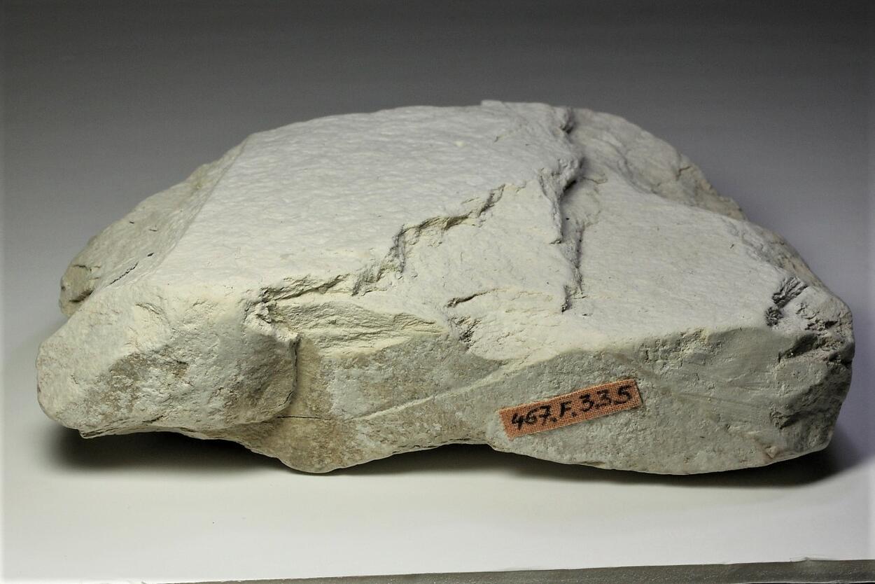 Fossil Plant In Diatomite