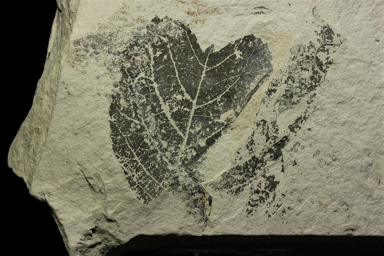 Fossil Plant In Diatomite