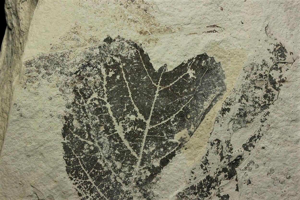 Fossil Plant In Diatomite