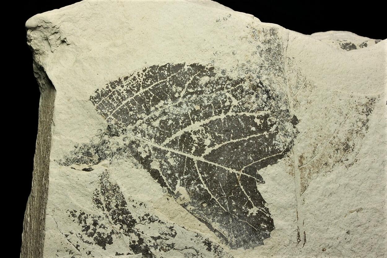 Fossil Plant In Diatomite