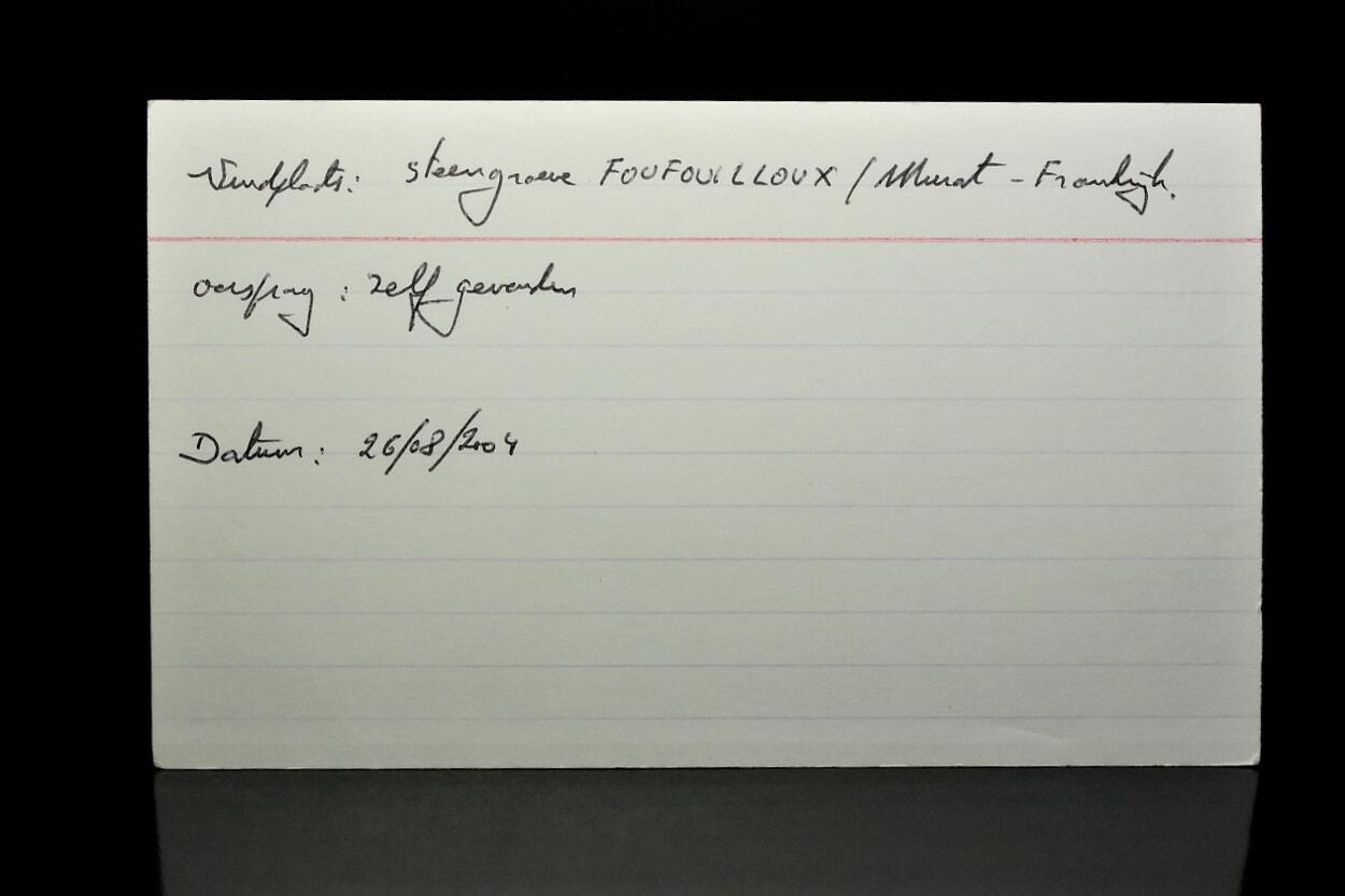 Fossil Plant In Diatomite