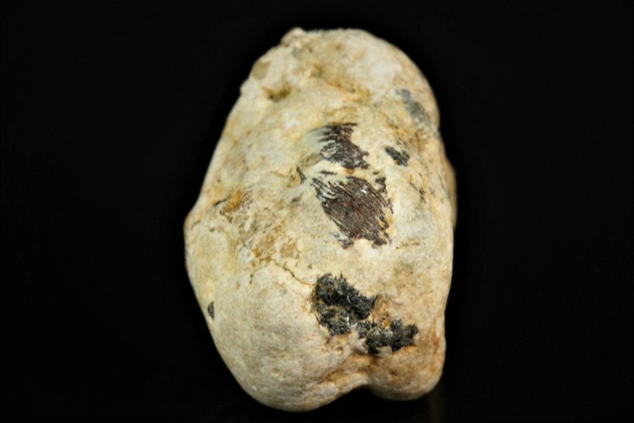 Rankamaite With Tantalite-(Mn)