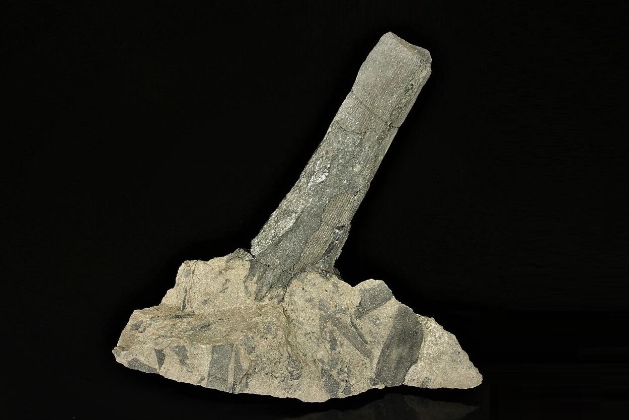 Petrified Wood With Coal