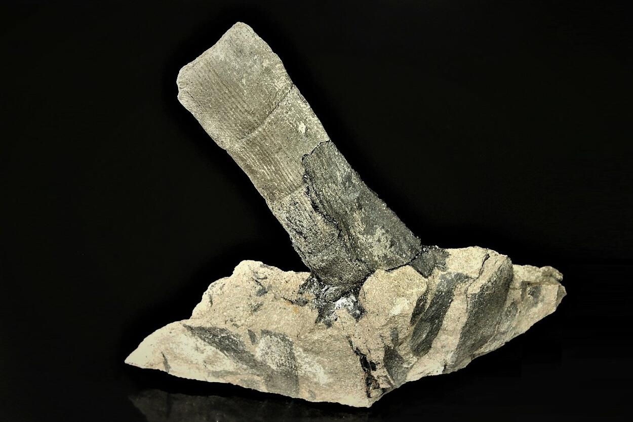 Petrified Wood With Coal