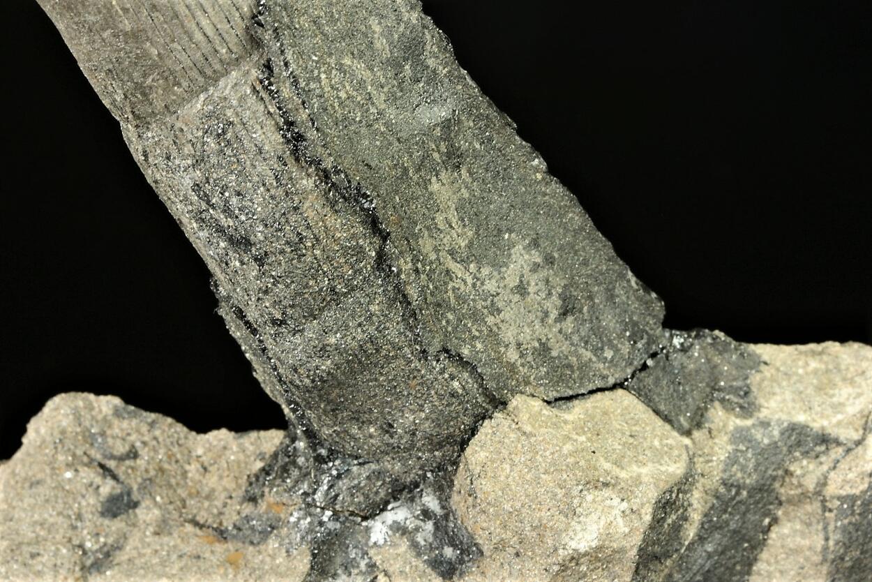 Petrified Wood With Coal