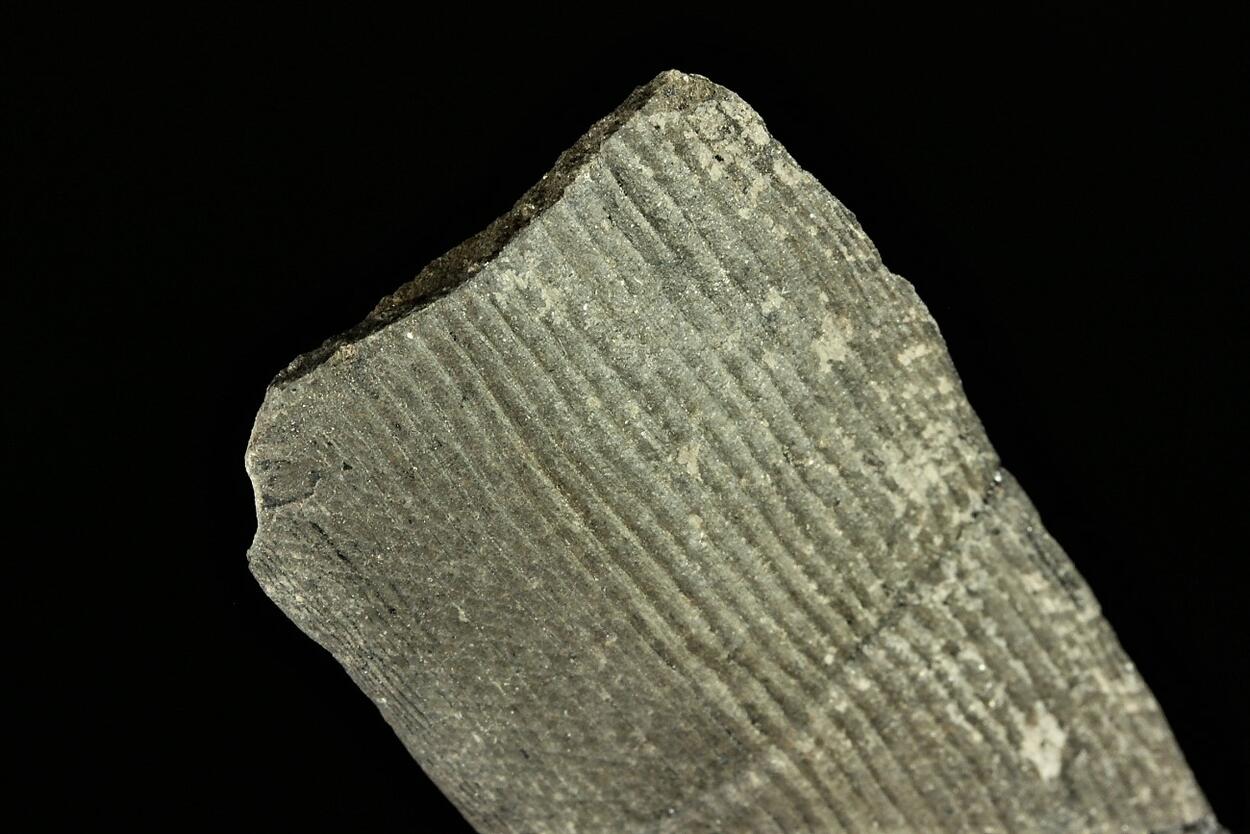 Petrified Wood With Coal