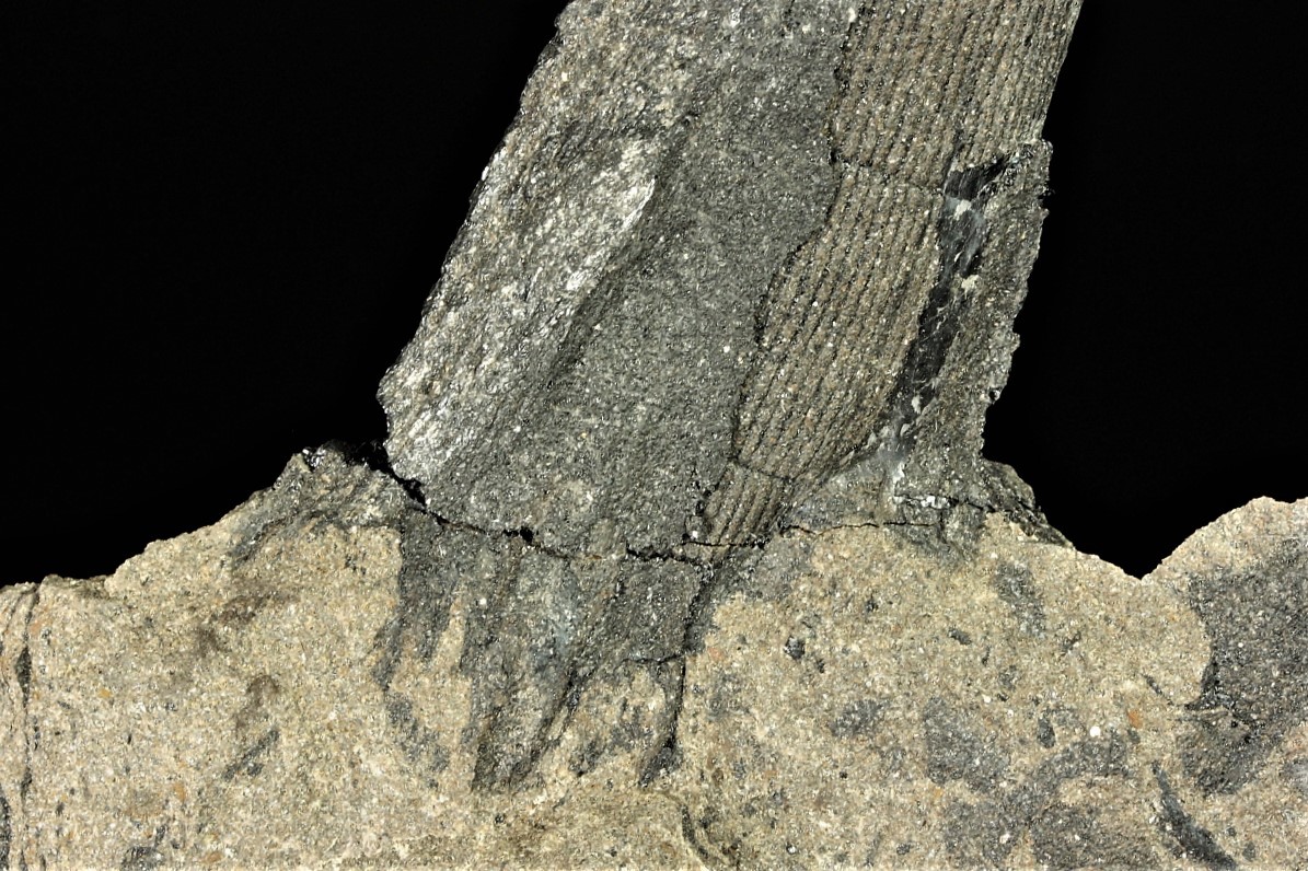 Petrified Wood With Coal