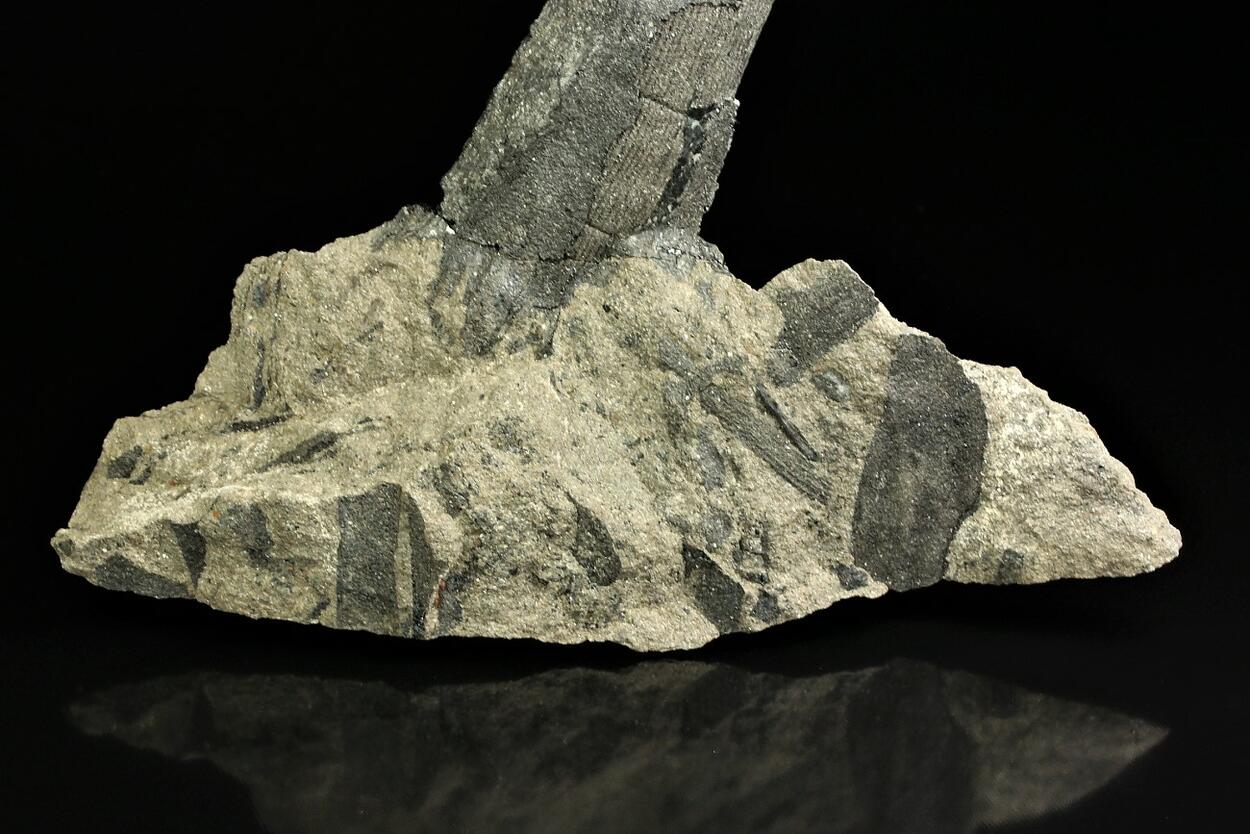 Petrified Wood With Coal