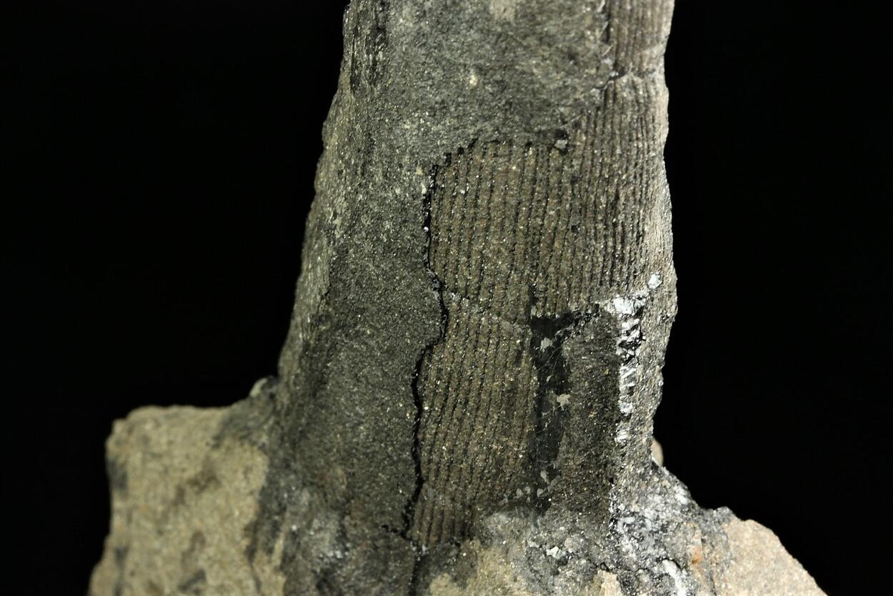 Petrified Wood With Coal