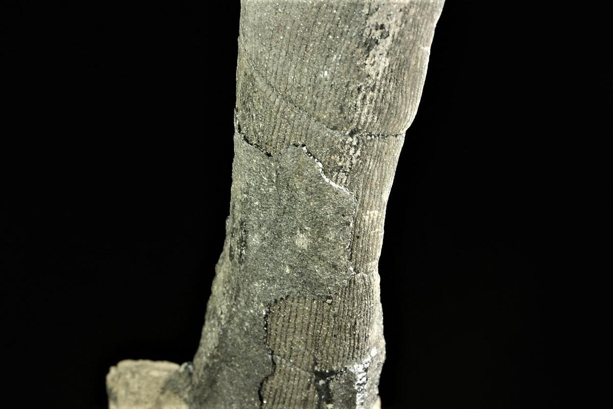 Petrified Wood With Coal