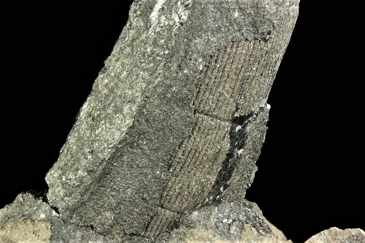 Petrified Wood With Coal