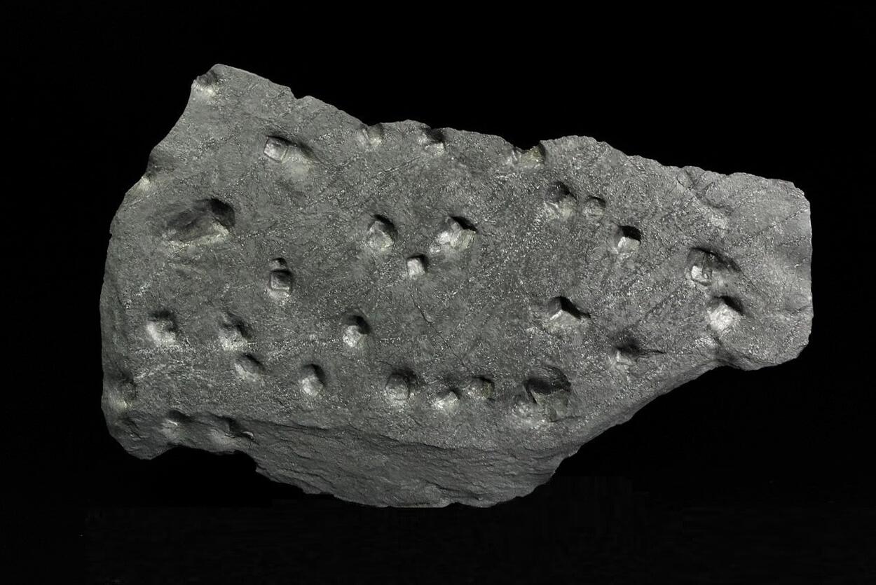 Pyrite With Fossil & Graphite