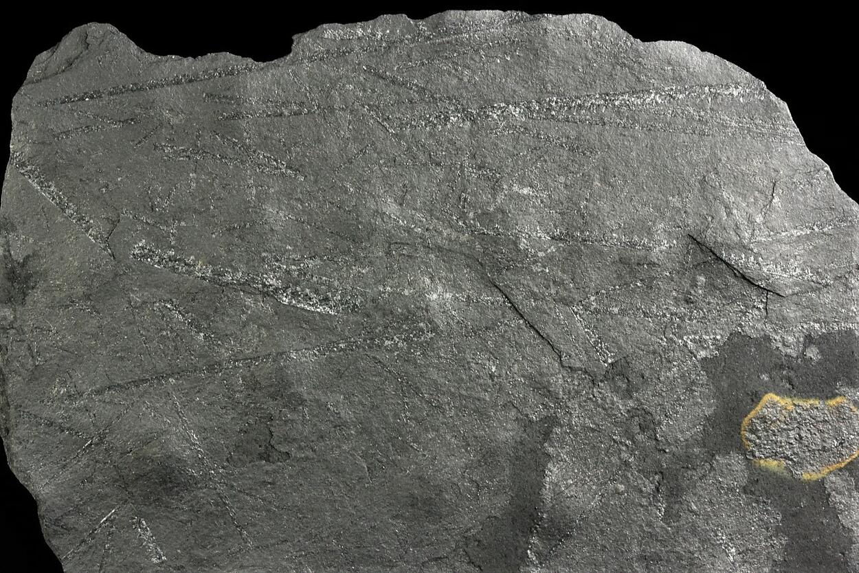 Pyrite With Fossil & Graphite