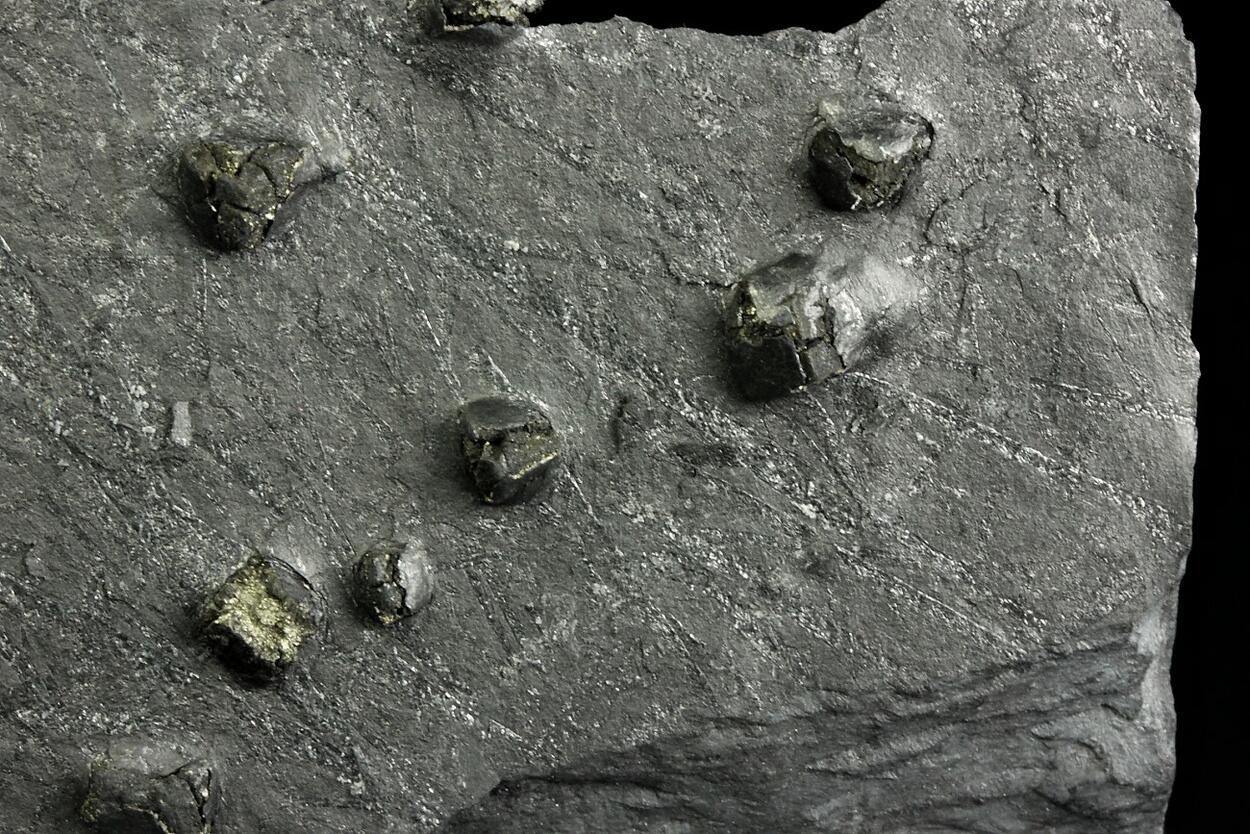 Pyrite With Fossil & Graphite