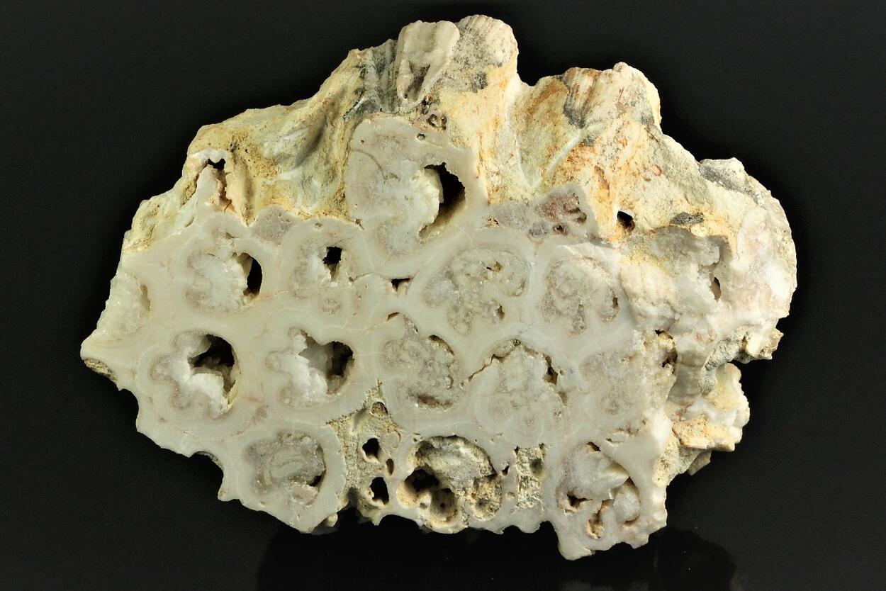 Calcite Psm Fossil