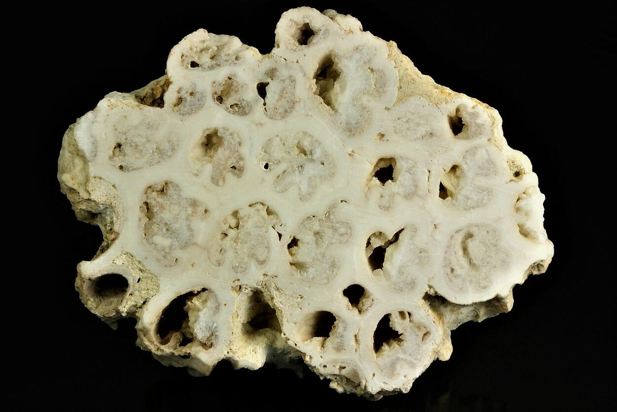 Calcite Psm Fossil