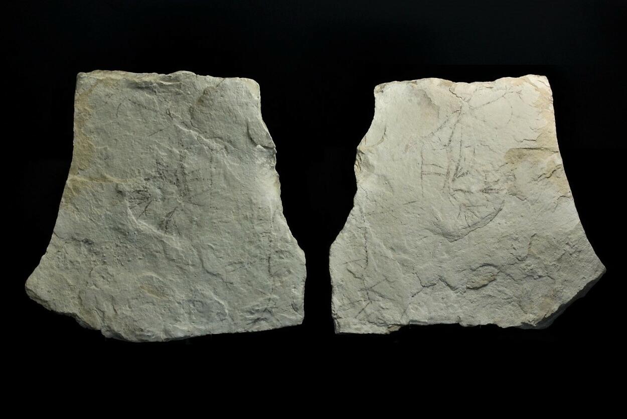 Palygorskite With Fossil Plant