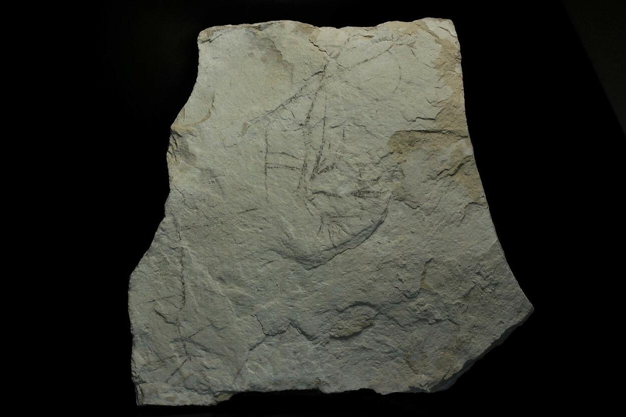 Palygorskite With Fossil Plant