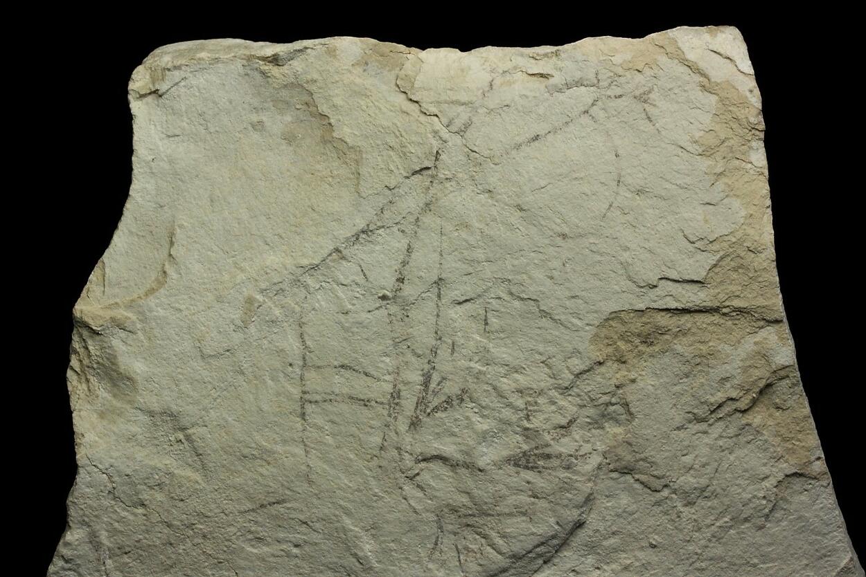 Palygorskite With Fossil Plant