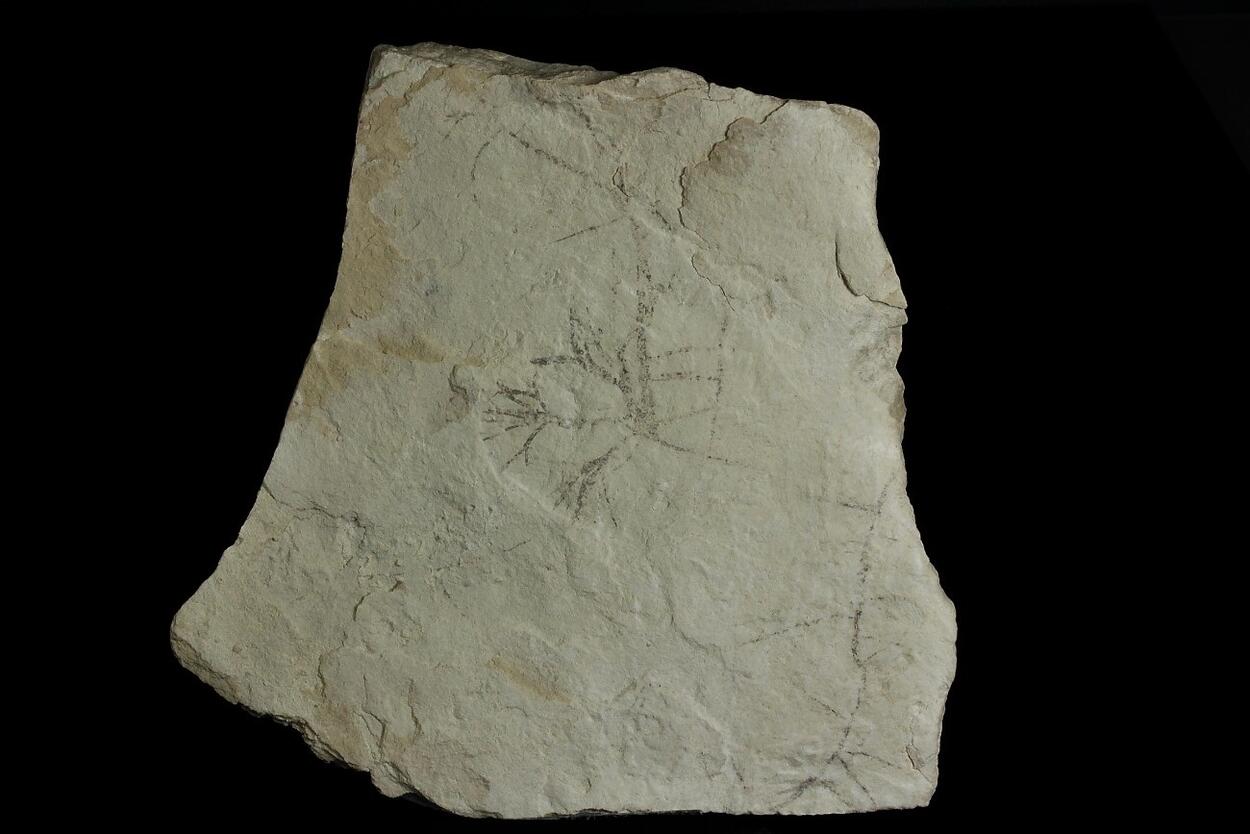 Palygorskite With Fossil Plant